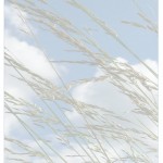 papier a lettre zen a imprimer